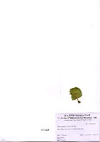 藏品(Udotea orientalis A. Gepp et E. S. Gepp)的圖片